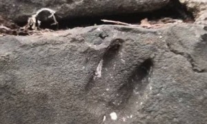 几百年前小猫留下的痕迹曝光！网友：有生之年被一块石头萌到了